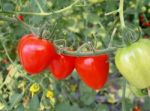 Tomatoberry Stock Photo