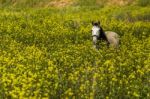 White Horse On A Landscape Field Of Yellow Flowers Stock Photo
