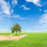 Green Earth Concept,hand Holding Tree Stock Photo