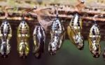 Rows Of Butterfly Cocoons Stock Photo