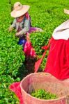 Tea Cultivating In North Of Thailand Stock Photo