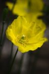 Welsh Poppy Or  Meconopsis Cambrica Stock Photo