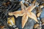 Common Starfish (asterias Rubens) Washed Ashore At Dungeness Stock Photo