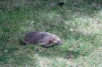 European Hedgehog (erinaceus Europaeus) Stock Photo