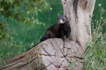 Polecat-coloured Ferret Stock Photo