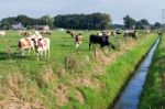 Herd Of Cows Grazing In Dutch Meadow Stock Photo