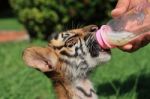 Tiger Cub Drinking Milk Stock Photo
