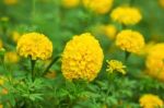 The Beauty Of Marigolds With Nature Stock Photo