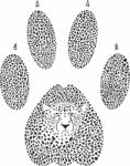 Cheetah Footprint Stock Photo