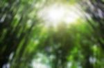 Bamboo With Blurred Images Stock Photo