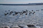 Geese Navigating Chicago's Frozen Lake Michigan In January Stock Photo