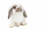 Little Rabbit Stock Photo