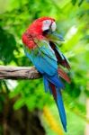 Greenwinged Macaw Stock Photo