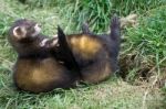 European Polecat (mustela Putorius) Stock Photo