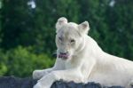 Funny Lion Shows Her Tongue Stock Photo