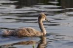 The Beautiful Close-up Of The Swimming Young Swan Stock Photo