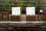 Chairs And Table Set In Jungle Restaurant Stock Photo