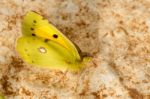 Clouded Yellow (colias Croceus) Butterfly Insect Stock Photo