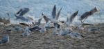 Seagulls In A Winter Stock Photo