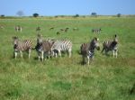 Zebra In South Africa Stock Photo