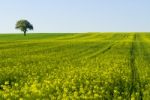 Yellow Field Stock Photo