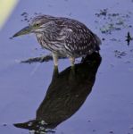 Isolated Image With A Funny Black-crowned Night Heron In The Water Stock Photo