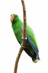 Male Eclectus Parrot Stock Photo