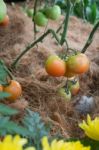 Natural Tomatoes Plant Display In Food Festival Stock Photo