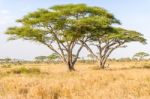 Acacia Tree In Open African Savannah Stock Photo