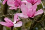 Pink Magnolia Flowering Stock Photo