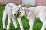 Two Hugging And Loving White Lambs Stock Photo