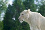 Beautiful Background With A White Lion Stock Photo