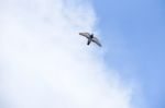 Pigeon Flies In The Blue Sky In A Sunny Day Stock Photo