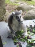 Lemur Having Lunch Stock Photo