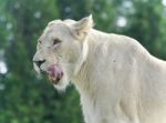 Postcard With A Scary White Lion Screaming Stock Photo