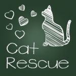 Cat Rescue Shows Save Kitten And Recovering Stock Photo