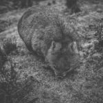 Wombat During The Day Stock Photo