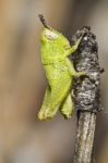 Green Grasshopper (pezotettix Giornae) Stock Photo