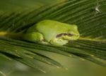 European Tree Frog Stock Photo