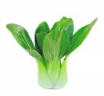 Bok Choy - Chinese Cabbage Stock Photo