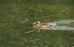 Duck Swimming In Lake Stock Photo