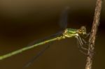 Southern Emerald Damselfly (lestes Barbarus) Insect Stock Photo