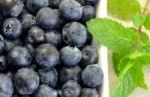 Blueberries With Mint Stock Photo