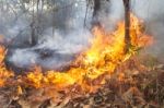 Destroyed By Burning Forest Stock Photo