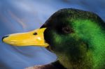 Mallard Duck Head Swimming Stock Photo