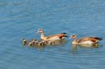 Couple Nile Geese Swimming With Newborn Young Stock Photo
