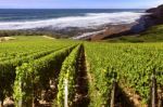 Vineyard By The Sea Stock Photo