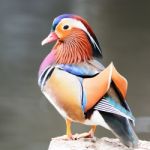 Male Mandarin Duck Stock Photo