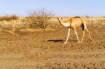 Young Camel In Sudan Stock Photo