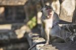 Long-tailed Macaque Female Monkey Sitting On Ancient Ruins Of An Stock Photo